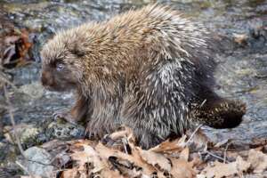 Porcupine