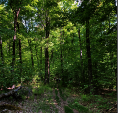 Mixed Forest Glade