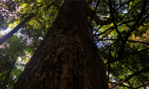 One of many large Hemlock Trees