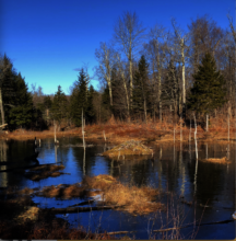 Active Beaver Pond