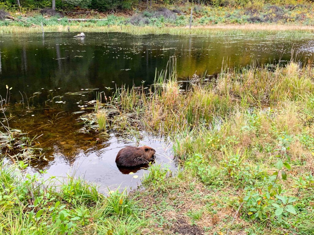 Green Mountain Conservancy Land Conservation Fund