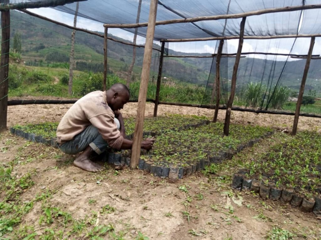 Plant 40,000 Trees In Northern Rwanda