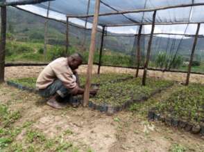 Plant 40,000 Trees In Northern Rwanda