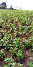 Bean cultivation
