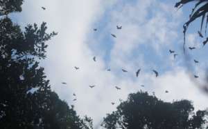 Pteropus rufus fruit bats (Madagascan Flying Fox)