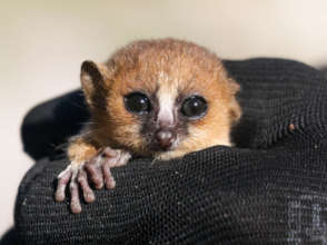 Endangered Anosy Mouse Lemur