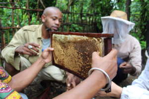 Honey Harvest