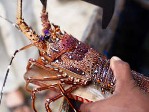 Measuring lobster sizes on the beach