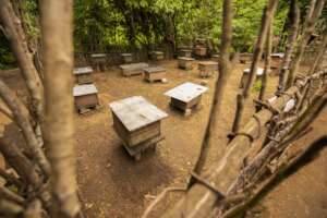 New apiaries and frames sheltered by wooden fences