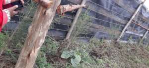 live fence