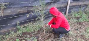 Staff inspecting the young trees.