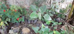 Tree seedlings