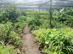 Our farm during the floods