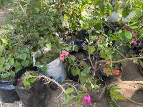Different types of fruit tree seedlings