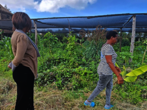 Our phase II food forest