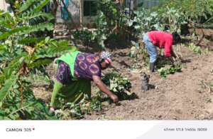 Survivors learning sustainable farming