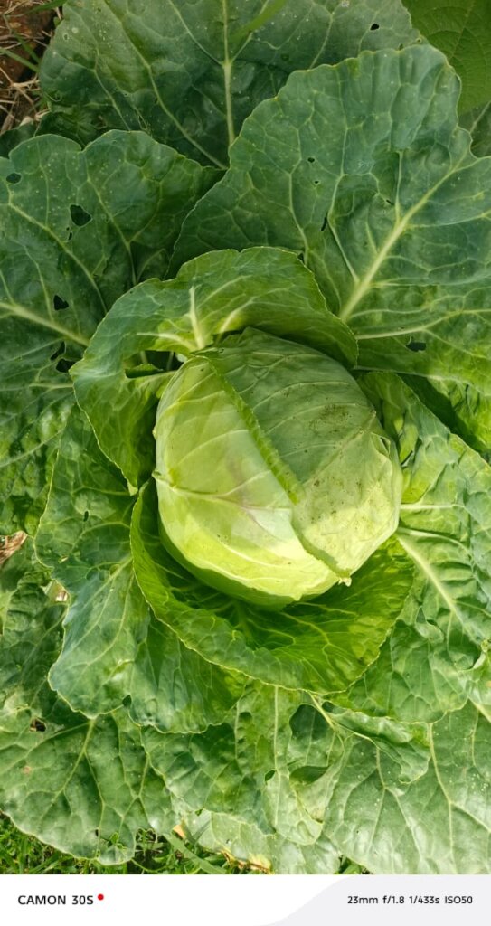 Vegetables ready for harvest