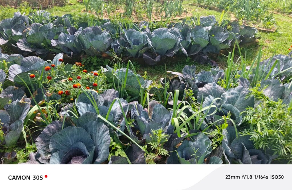 Thriving vegetables garden