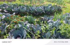Thriving vegetables garden