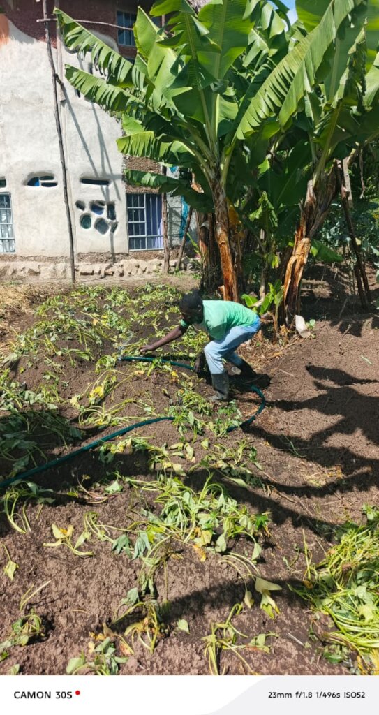Watering of plants