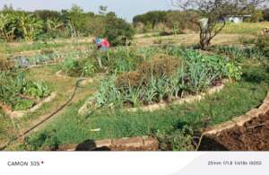 Thriving vegetables garden