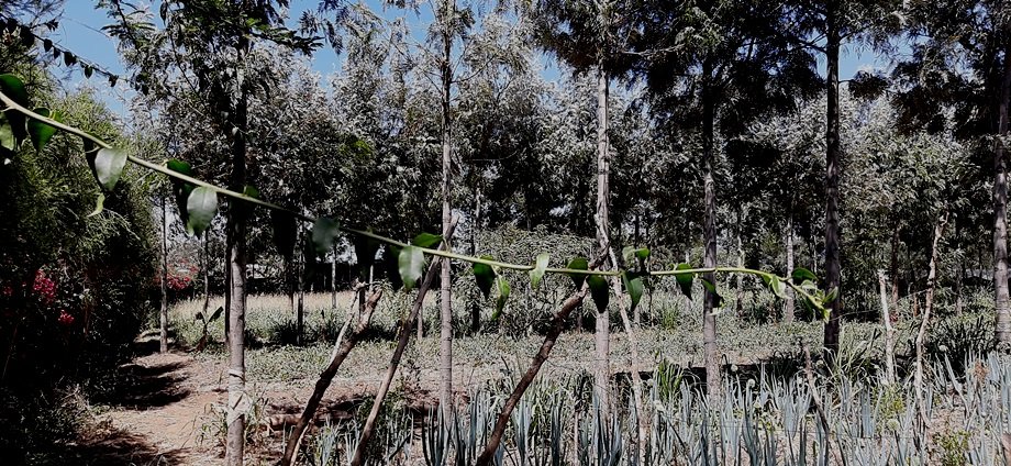 Climate Action Awareness Through a Shelter-Kenya