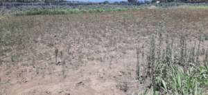 Proposed Food/Eco forest site