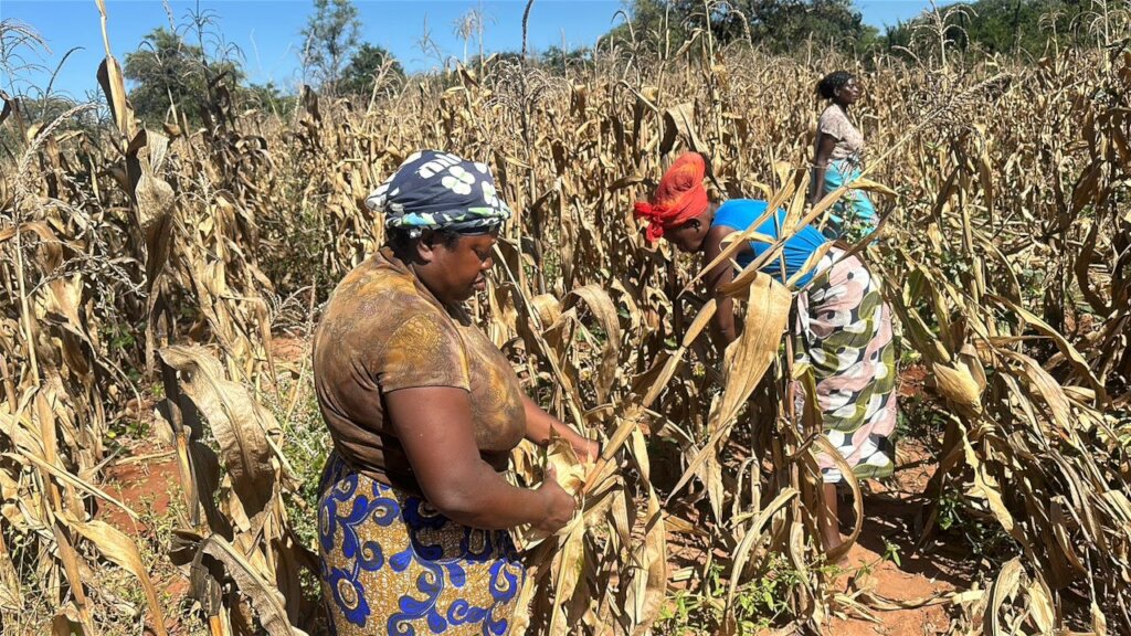 Annie harvesting corn