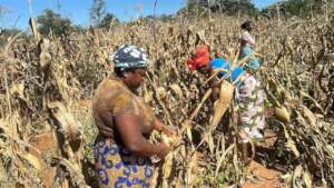 Annie harvesting corn
