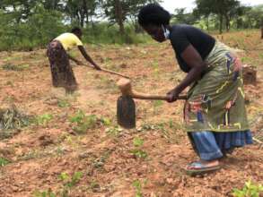 Hoeing weeds