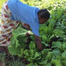 Harvesting the Kale