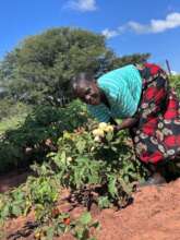 Ivy with impwa, white eggplant