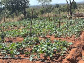 Kale crop
