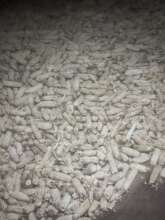 Mealie meal corn drying