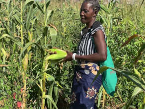 Prisca harvesting green corn