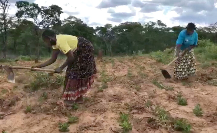 Food Security for Hungry Families in Zambia