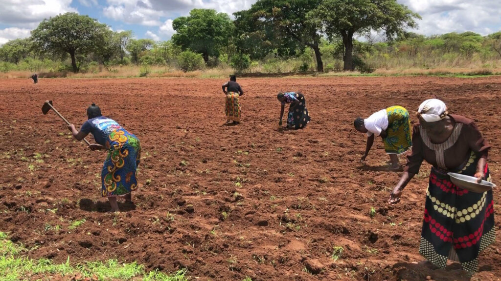 Food Security for Hungry Families in Zambia
