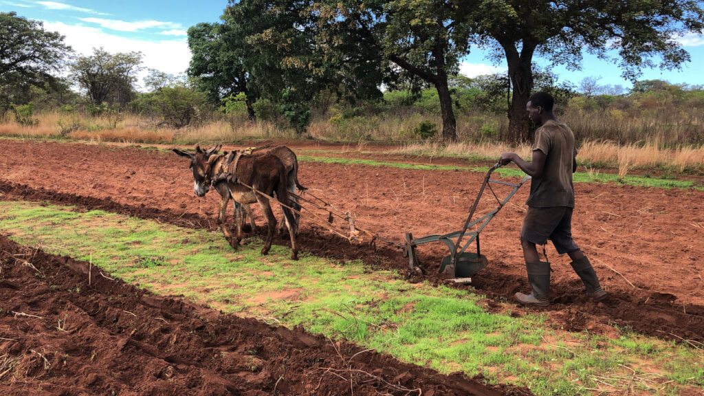 Food Security for Hungry Families in Zambia