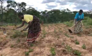 Cultivating the land