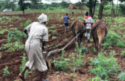 Food Security for Hungry Families in Zambia