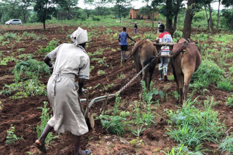 Food Security for Hungry Families in Zambia