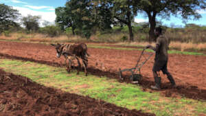 Ploughing with donkeys