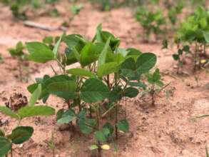 Young soy plant