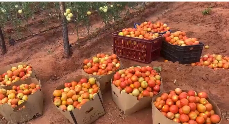 2026 Tomato Harvest