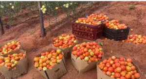 2026 Tomato Harvest