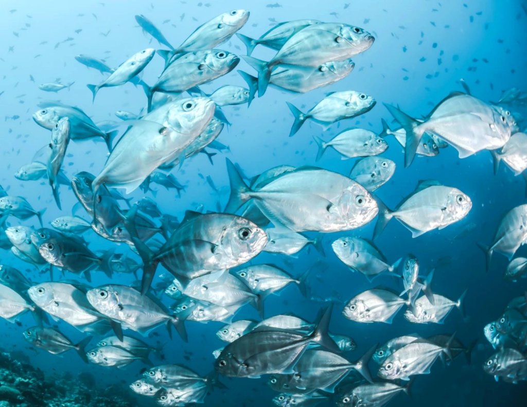 Helping fishers in Peru navigate climate change.