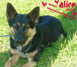 Alice plea on Facebook