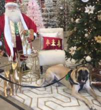 Belle showing off sit/stay