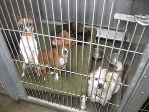 shelter dogs
