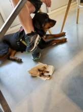 Karma showing off "leave it"